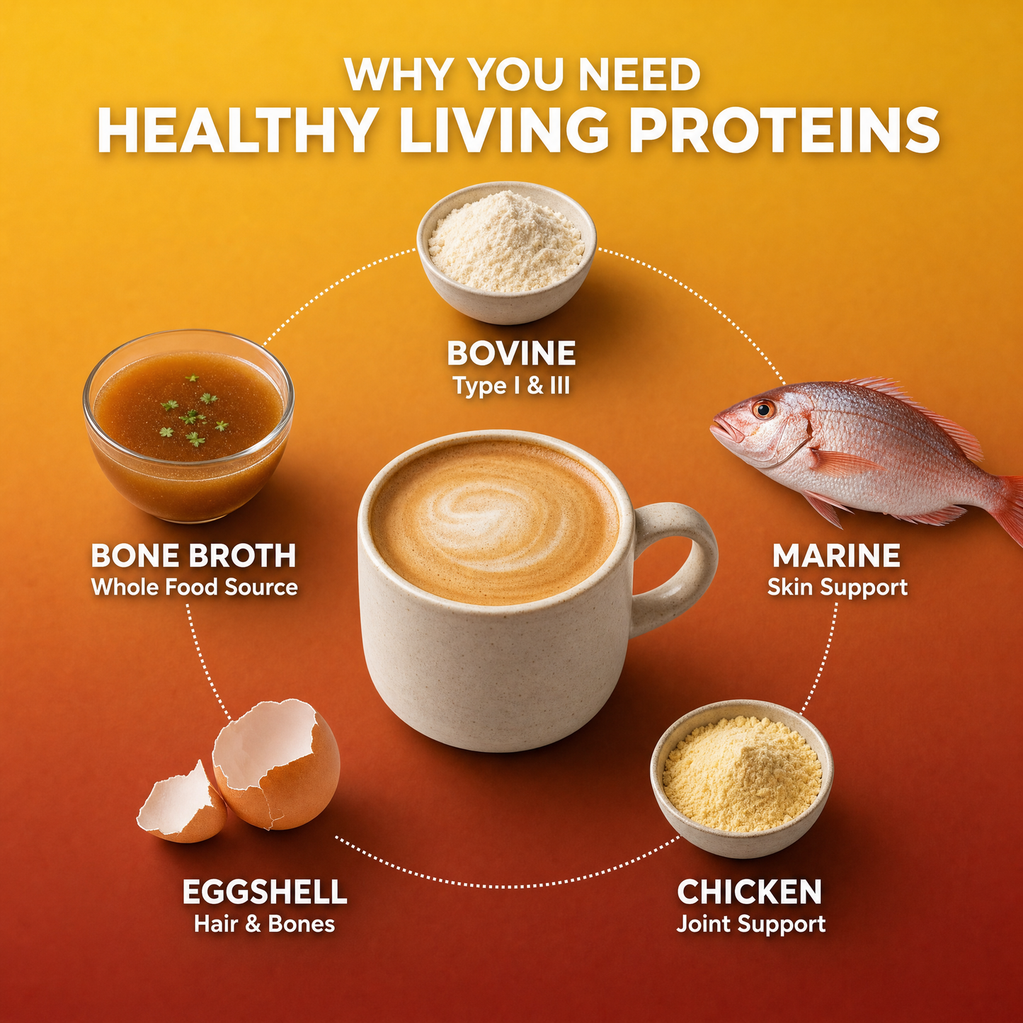 Multi Collagen Peptides Types (I, II, III, V, X)