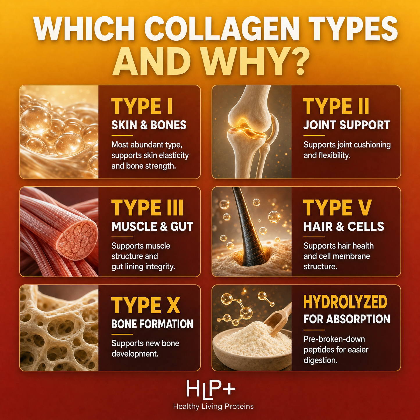 Multi Collagen Peptides Types (I, II, III, V, X)