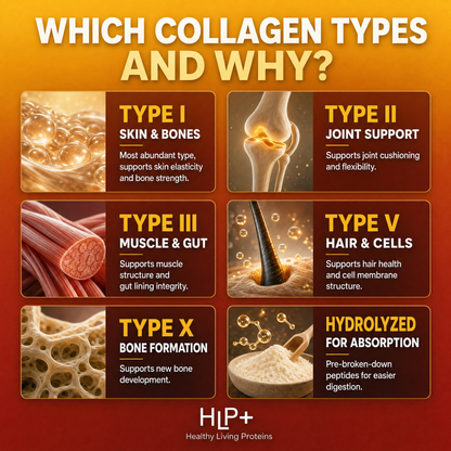 Multi Collagen Peptides Types (I, II, III, V, X)
